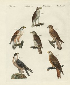 Duitse roofvogels door German School